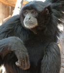 Athens Zoo: Siamang Gibbon