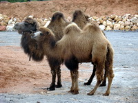camel at the Athens zoo