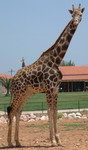 Athens Zoo-giraffe