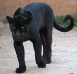 Athens Zoo-Jaguar