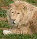 Athens Zoo: white lion