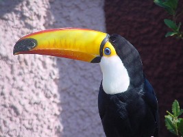 Toucan, Attica Zoo