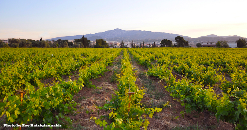 Roxani Matsa Estate