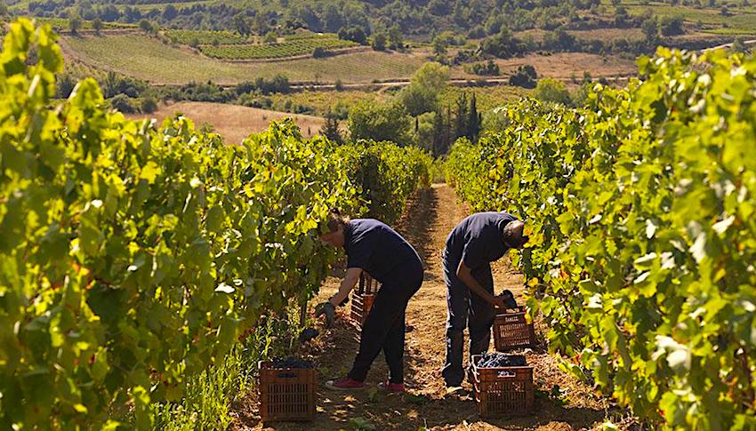 Strofilia Wine