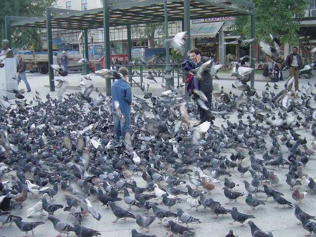 pigeons.jpg