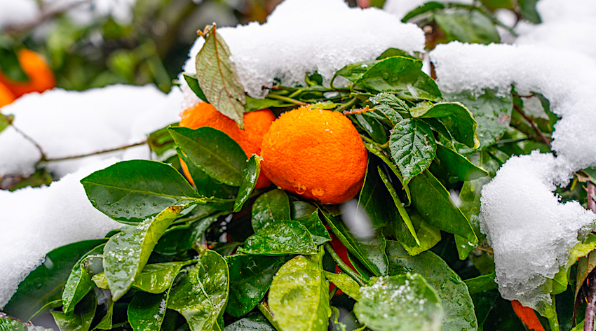 Athens snow oranges