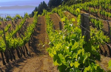 Grape vines in Greece