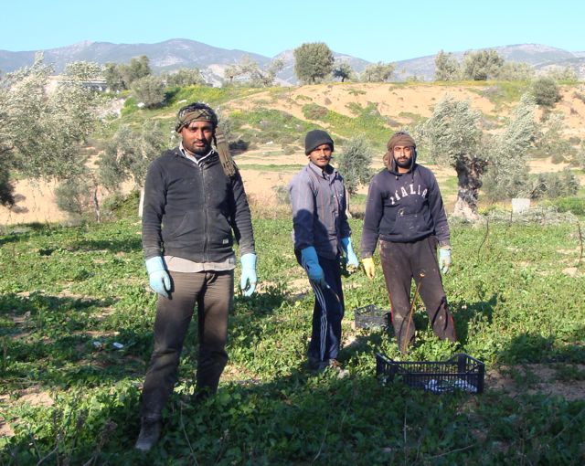 Pakistani farmworkers in Megara, Greece