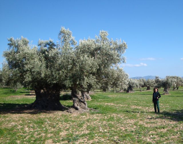 ancient olive trees in Megara, Greece