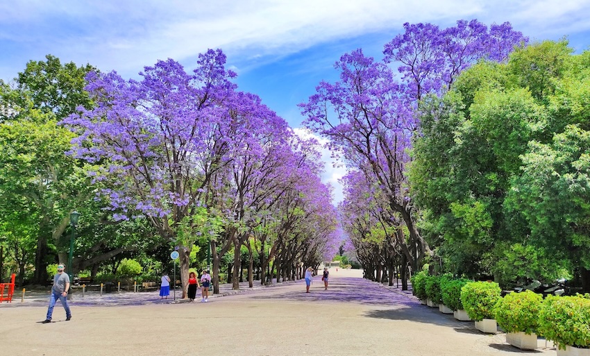 Jacarandas in National Gardens