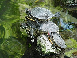 Athens National Gardens turtles