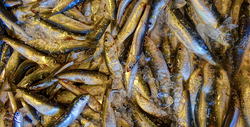 Sardines in Piraeus