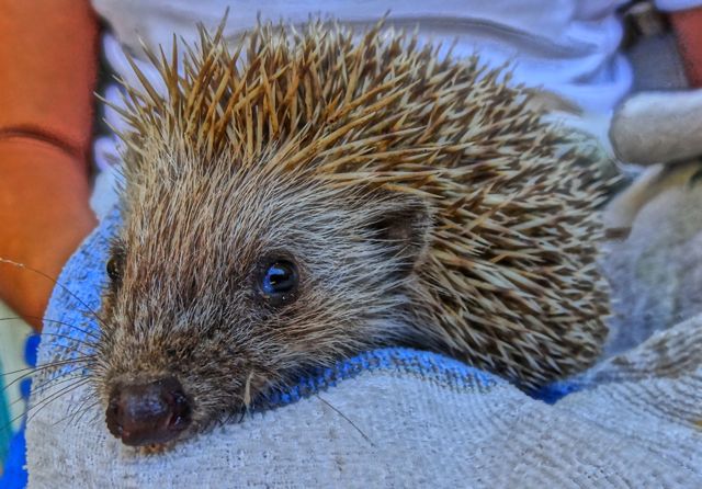 Hedgehog in Greece