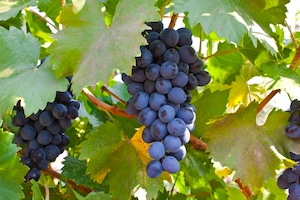 Grape vinyards