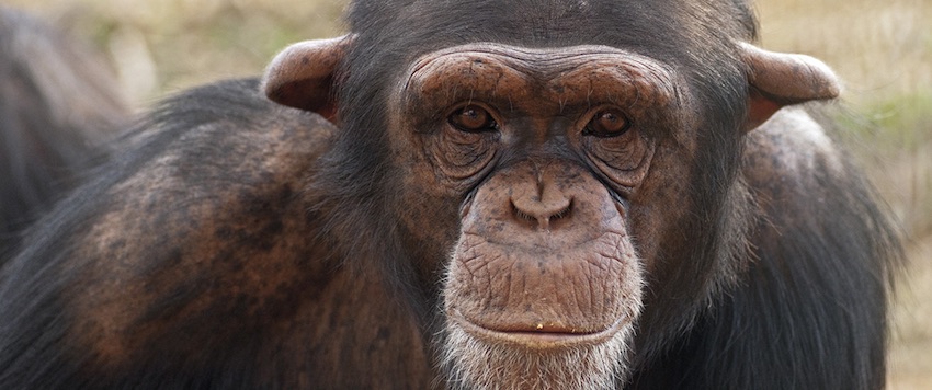 Chimpanzee Athens Zoological Park