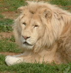 Athens Zoo: white lion
