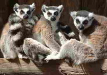 Athens Zoo: Lemurs